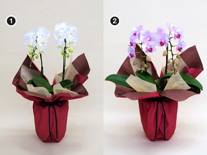 �~�f�B�Ӓ����Q�{���i���j