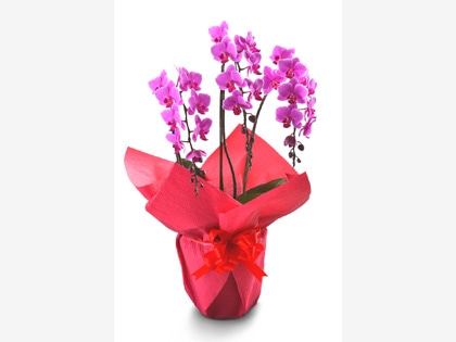 �~�f�B�Ӓ����i�E�F�f�B���O�v�����i�[�h�j�R�{��