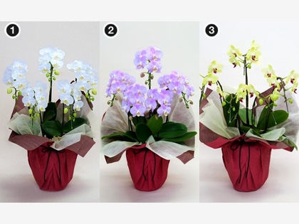 �~�f�B�Ӓ����T�{���i���j