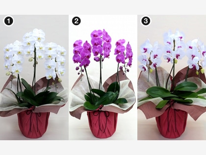 ��֌Ӓ����R�{���i���j