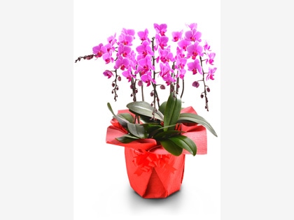 �~�f�B�Ӓ����i�E�F�f�B���O�v�����i�[�h�j�T�{��