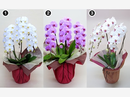 ��֌Ӓ����R�e�i���j