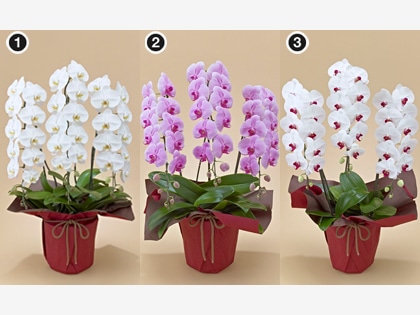 ��֌Ӓ����R�e�i���j