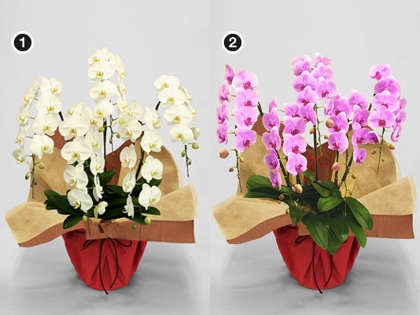 ��֌Ӓ����T�e�i���j