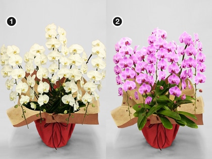 ��֌Ӓ����T�e�i���j