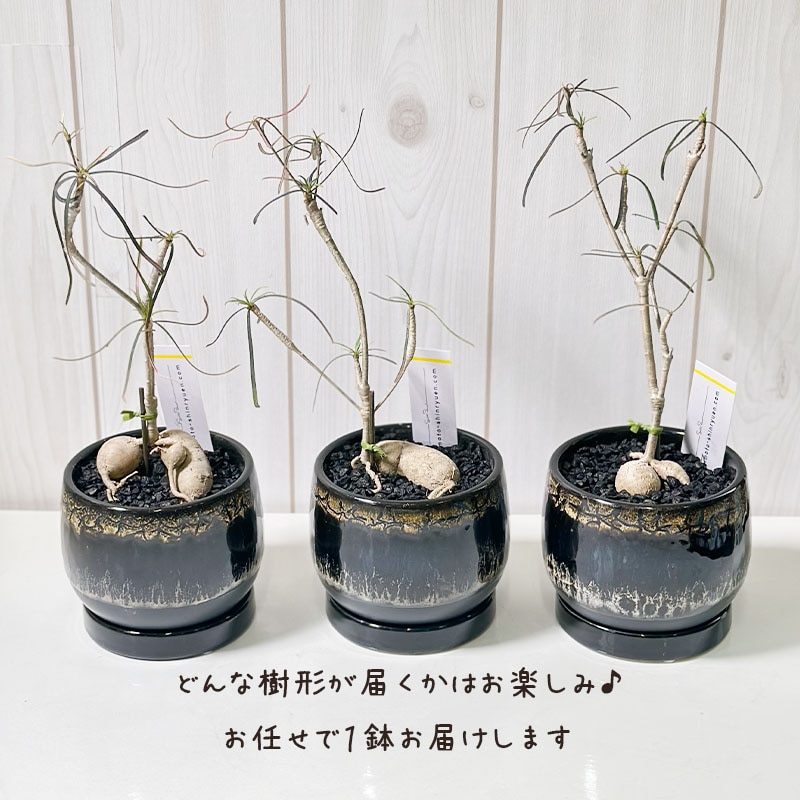 ユーフォルビア ヘディオトイデス デザイン陶器鉢 黒石付 （黒陶器鉢