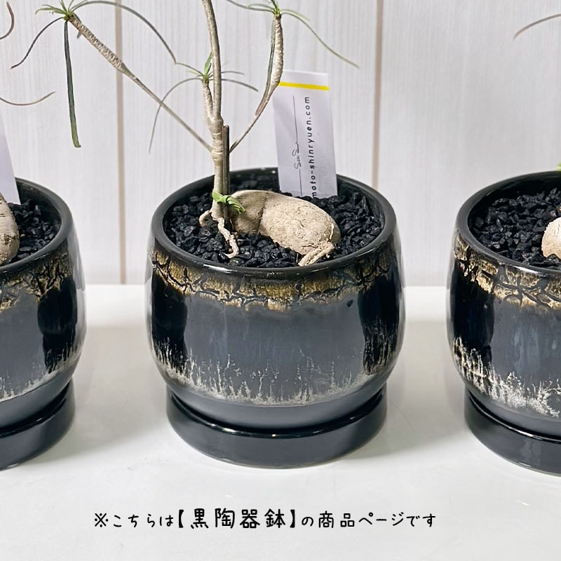 ユーフォルビア ヘディオトイデス デザイン陶器鉢 黒石付 （黒陶器鉢
