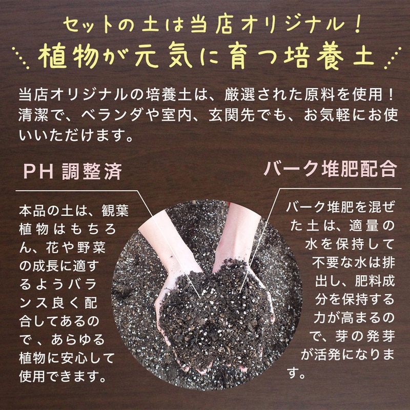 観葉植物用 6号鉢 植え替え土セット｜郵便局のネットショップ