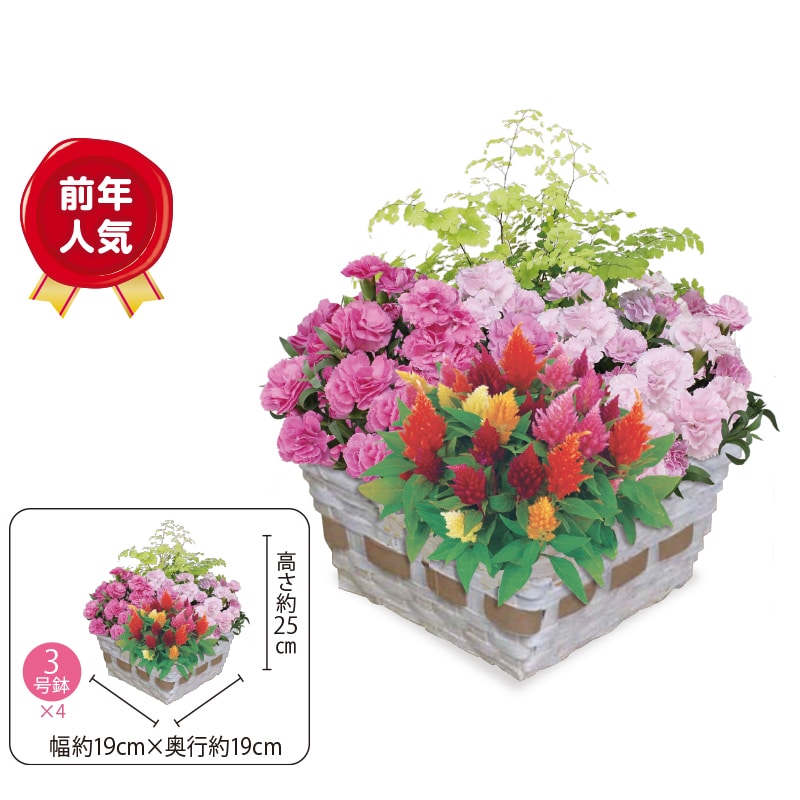 �}�U�[�Y�o�X�P�b�g