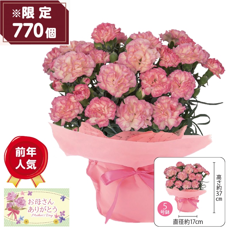 �J�[�l�[�V�����g�T�j�[�E�f�C�Y�h�`�t�����A�[�k