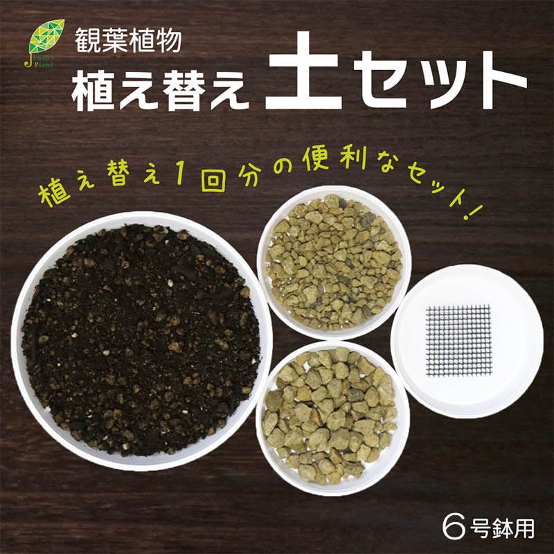 ❤️ みみ❤️さん専用 钵土付き出荷ゆうパック出荷 郵便局 | 日本郵便株式会社 アエオニウム