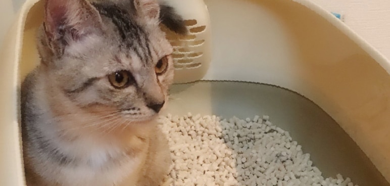 愛猫も飼い主も使いやすいおすすめの猫用トイレ・猫砂5選|選び方も解説