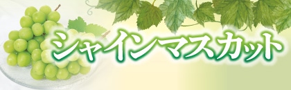 �Q�O�Q�U�N�@�V���C���}�X�J�b�g�i�k�C���E���k�E�֓��E�����E��֓��E���C�E�ߋE�E��B�j