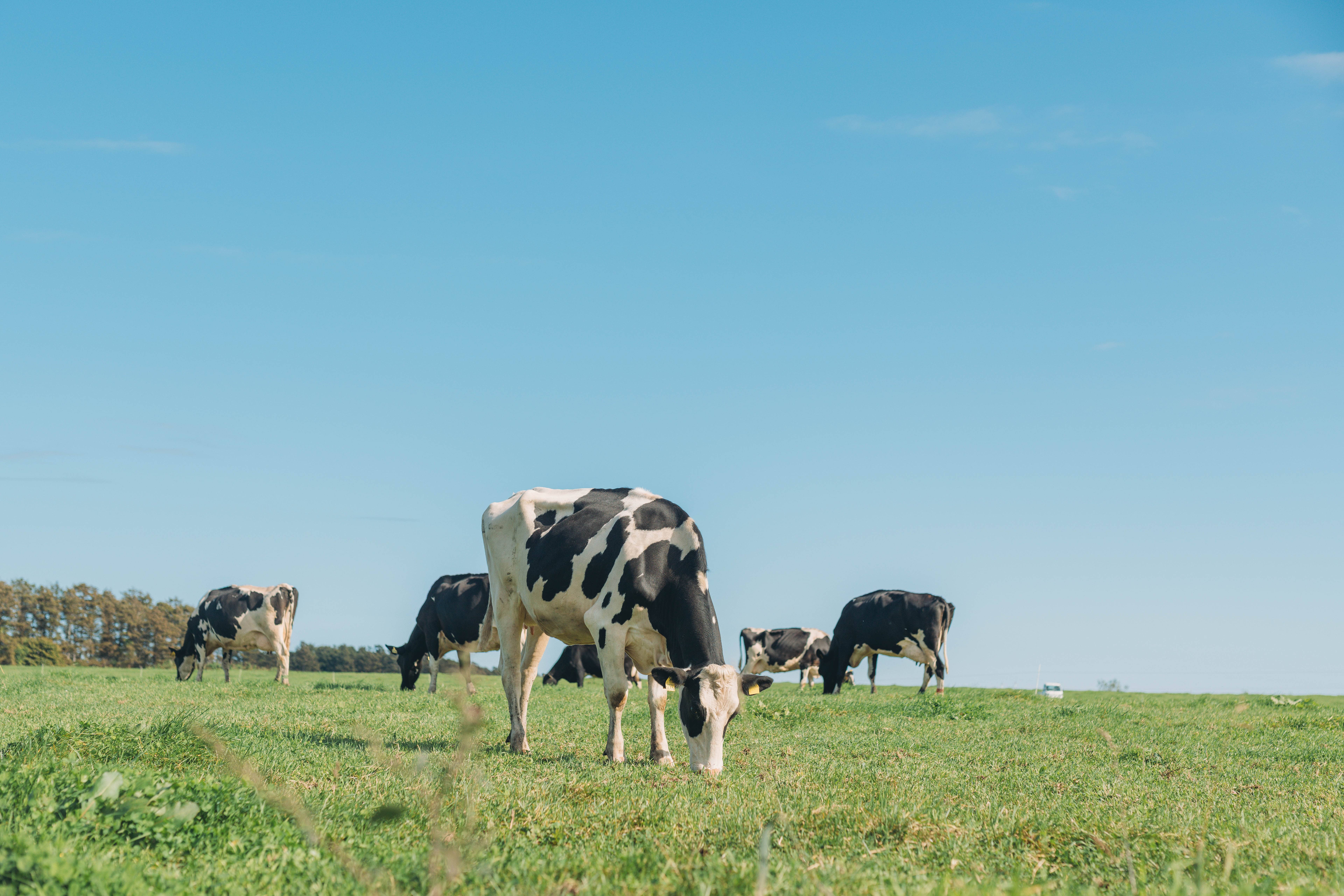 十勝オーガニック牛乳900ml×1本とゴーダ＆ハードチーズセット