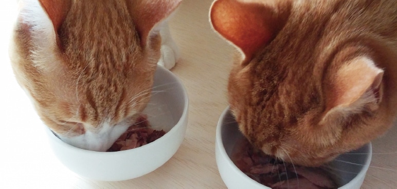 愛猫の健康を守りたい!おすすめのキャットフード7選と選び方とは