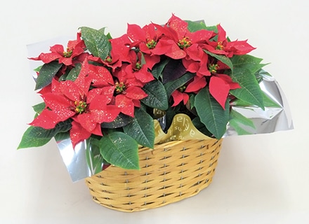 ポインセチア(ラメ付)2鉢セット