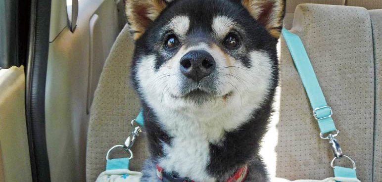 愛犬とのお出かけがもっと充実!レジャーと防災のおすすめポイント