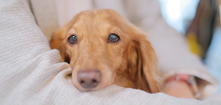【獣医師監修】犬のシニア期とは?チェックしておきたい体調の変化や運動・遊びでの注意点、元気に過ごすためのポイントを解説