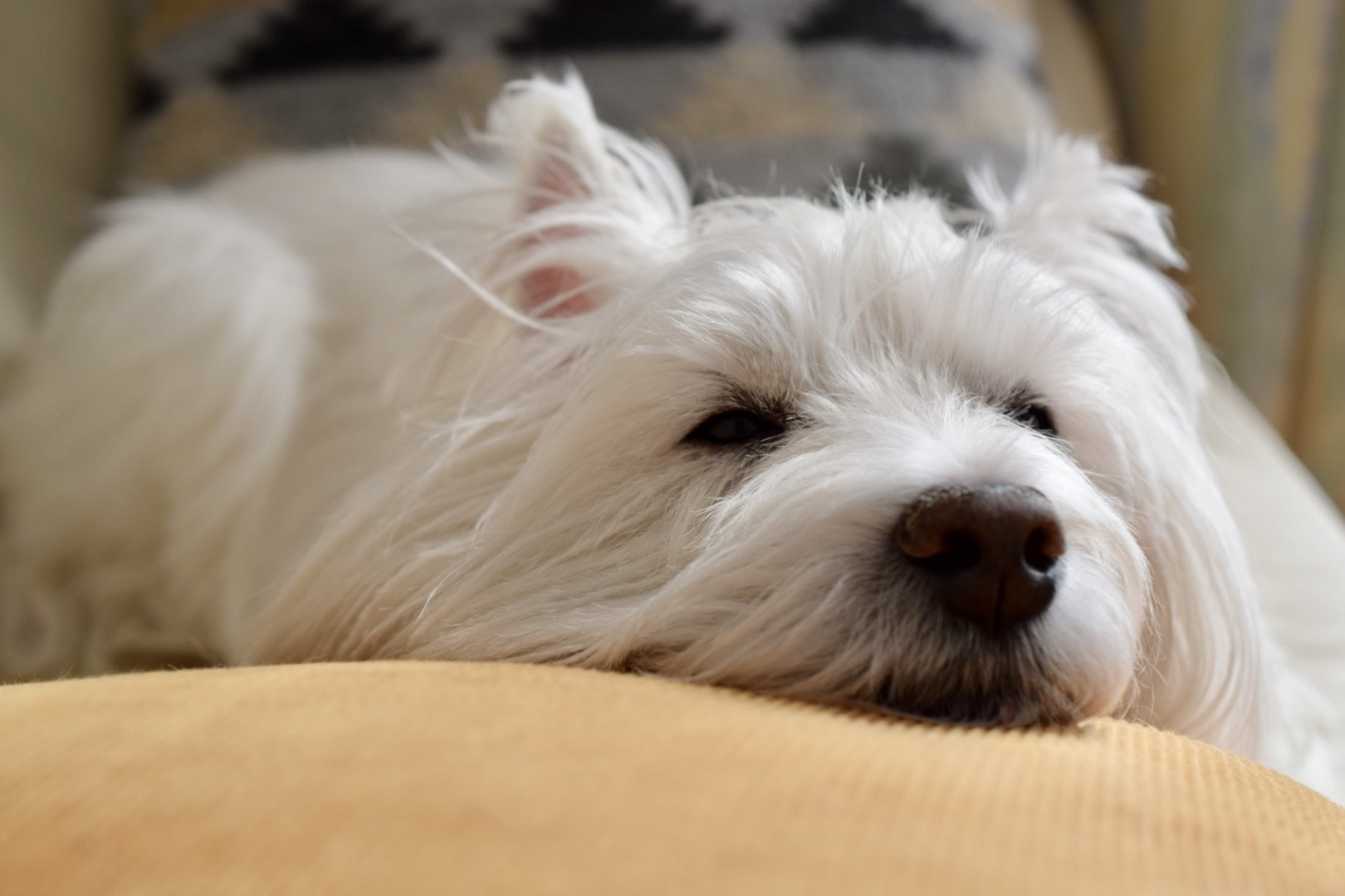 ܂Ƃ߁FSESȊăVjÄƉKɕ炻