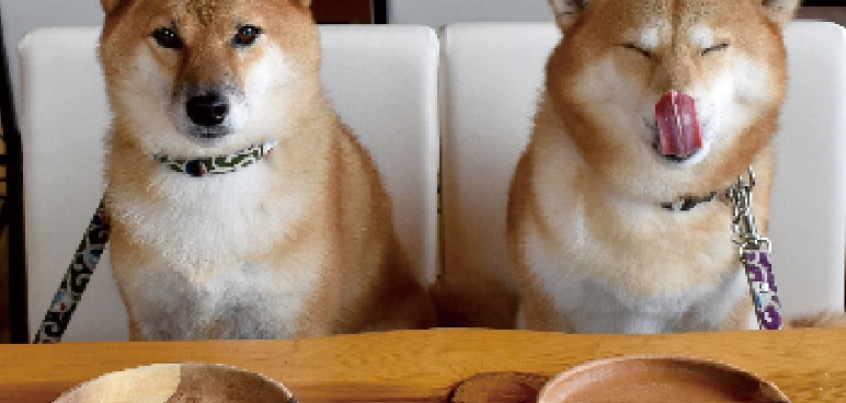 みんなはどんな基準でドッグフードを選んでる?おすすめのドッグフードも紹介