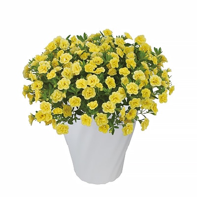 �ԁE���A��