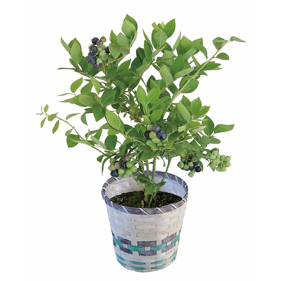 �u���[�x���[