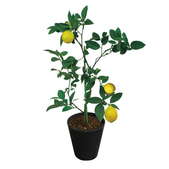 �������̖�