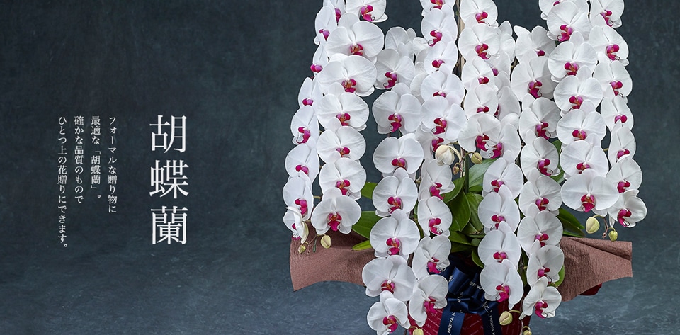 胡蝶蘭,確かな品質のものでひとつ上の花贈りにできます。
