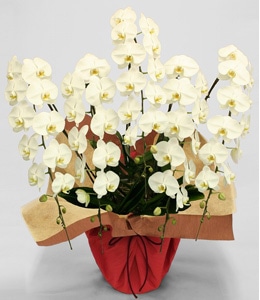 Web限定胡蝶蘭ギフト 郵便局のネットショップ