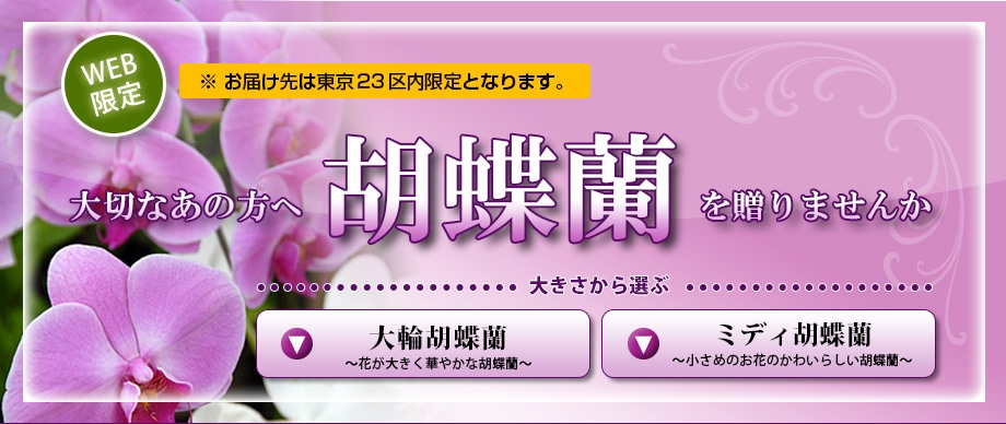 WEB限定　大切なあの方へ胡蝶蘭を贈りませんか　※お届け先は東京23区内限定となります。