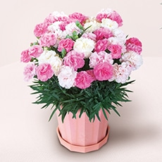 �J�[�l�[�V�����u�������\�t�g®�v