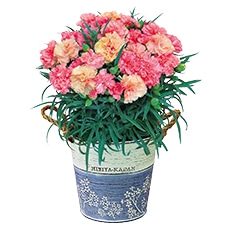 �J�[�l�[�V�����u�}���S�[�\�t�g®�v