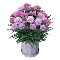 �J�[�l�[�V�����u�u���[�x���[�\�t�g�v