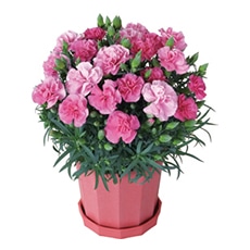 �J�[�l�[�V�����u�`�F���[�\�t�g�v