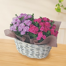 �~�j�J�[�l�[�V�����u�X�C�[�c�v2���Z�b�g