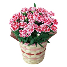 �J�[�l�[�V�����u�t�@���V�[���b�h�v