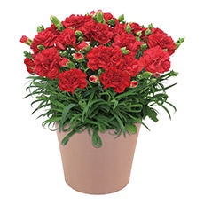 �J�[�l�[�V�����u���ӂ̋C�����v