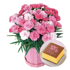 �J�[�l�[�V�����u�������\�t�g®�v�ƕ������J�X�e���Z�b�g