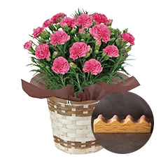 �s���N�̃J�[�l�[�V�����Ƃ˂���ƃo�[���N�[�w���Z�b�g