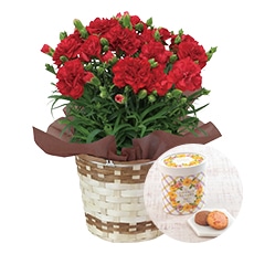 �Ԃ̃J�[�l�[�V�����Ɠ����t�����[�u�[�P�N�b�L�[�A�\�[�g�Z�b�g