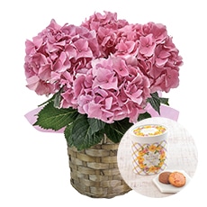 �s���N�̃A�W�T�C�Ɠ����t�����[�u�[�P�N�b�L�[�A�\�[�g�Z�b�g