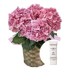 �s���N�̃A�W�T�C�ƃn���h�N���[���Z�b�g