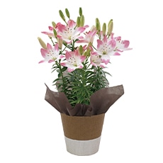 �X�J�V�����u�V���K�[���u�v