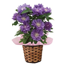 �N���}�`�X�u�~��v