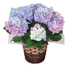 ���C���{�[�A�W�T�C