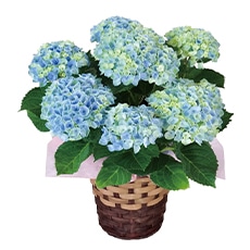 �A�W�T�C�u�}�W�J�����{�����[�V�����v