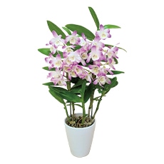 �f���h���r���[����}�U�[�s���N�