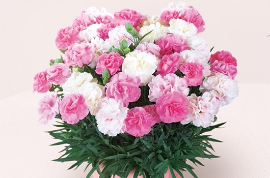 �J�[�l�[�V�����u�������\�t�g�i�q�j�v