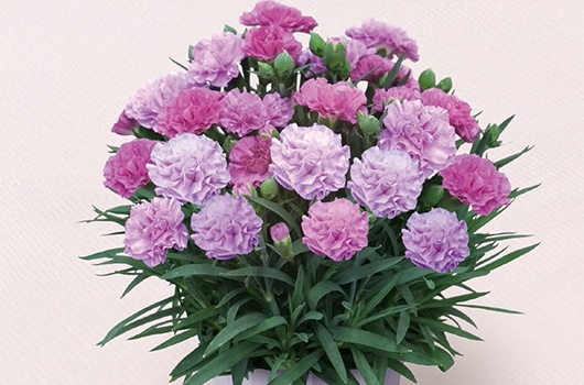 �J�[�l�[�V�����u�u���[�x���[�\�t�g�v