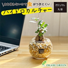 �K�W���}�� �n�C�h���J���`���[ �x�[�W���[�I���C�g(�ۊ�)
